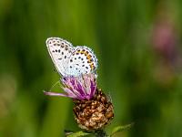 Bläuling Flügelunterseite